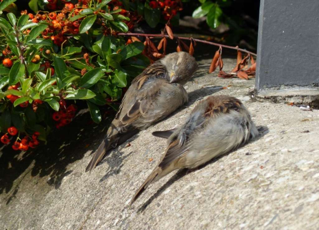 Spatz4 Gemeinsames Sonnenbaden