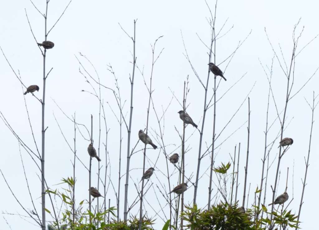 Spatz4 Spatzen Auf Baum