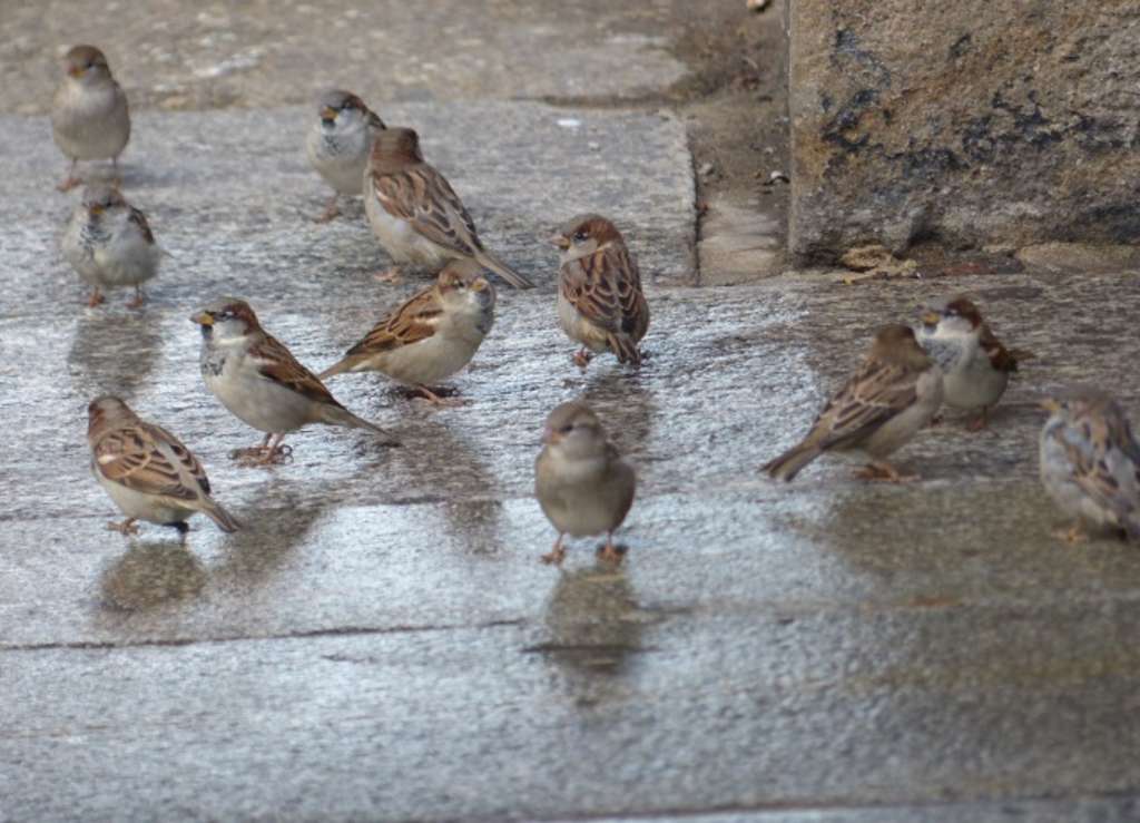 Spatz4 Spatzengruppe2