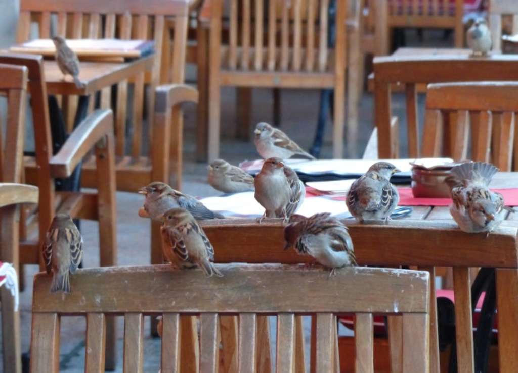 Spatz4 Spatzengruppe