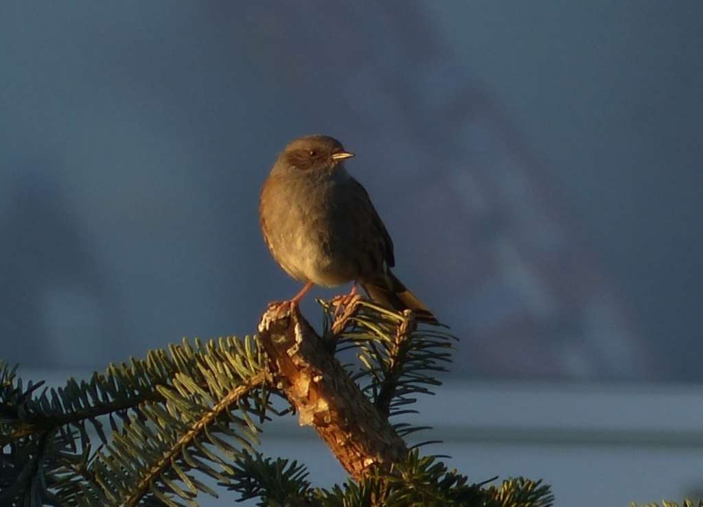 Spatz8 Heckenbraunelle