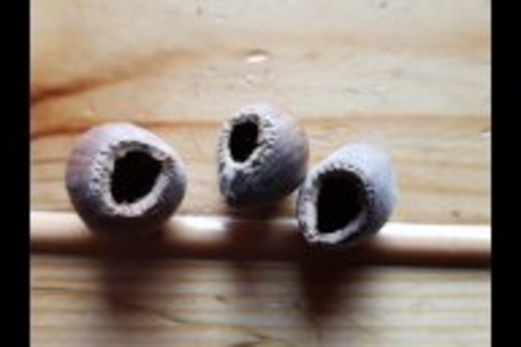 Nüsse Fraßspuren Maus