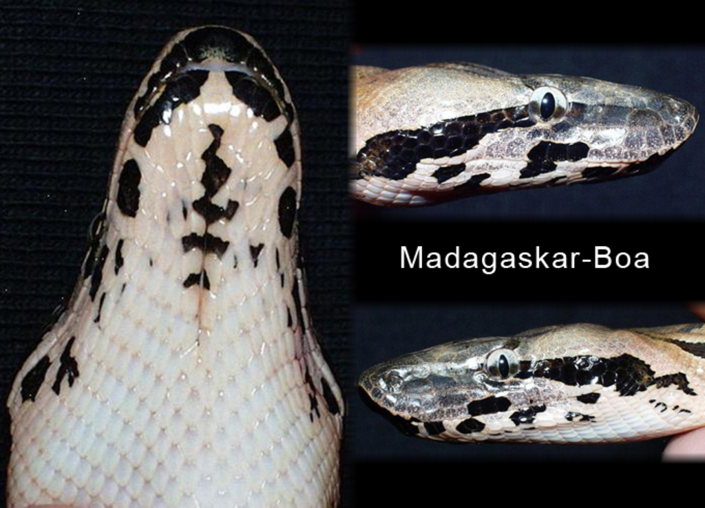 Unterkiefer, rechte und linke Kopfseite - Acrantophis madagascar