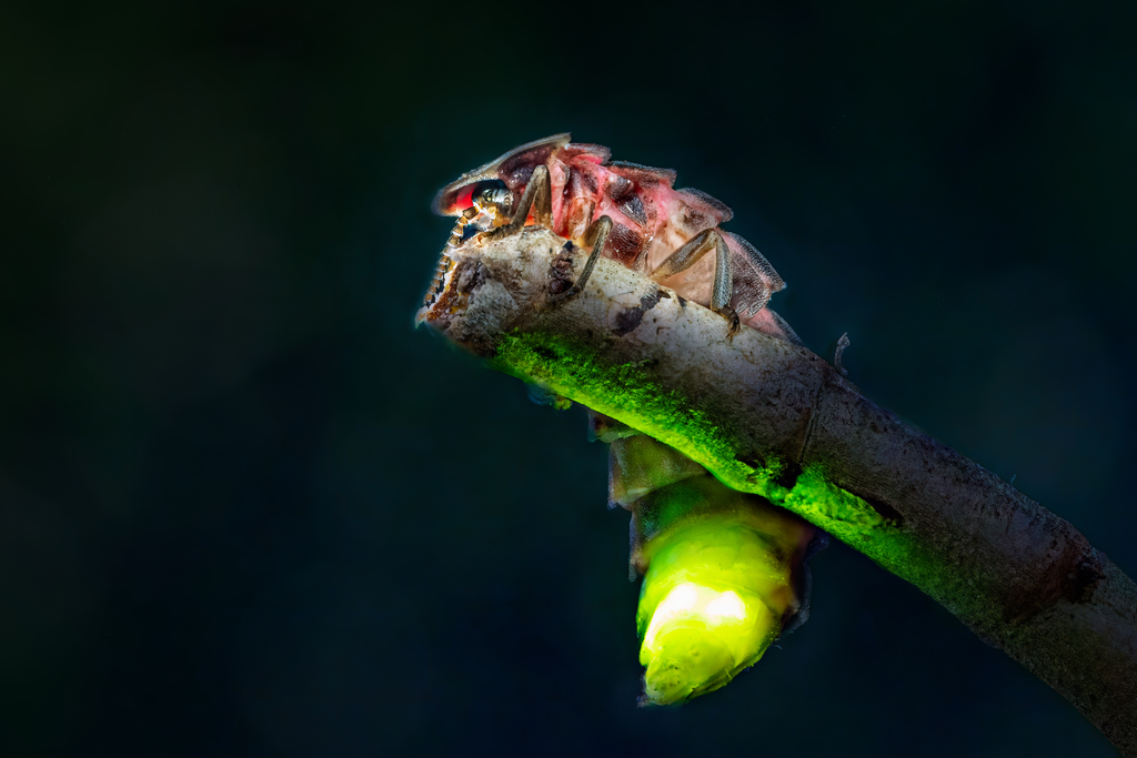 Weiblicher Leuchtkäfer auf einem Ast