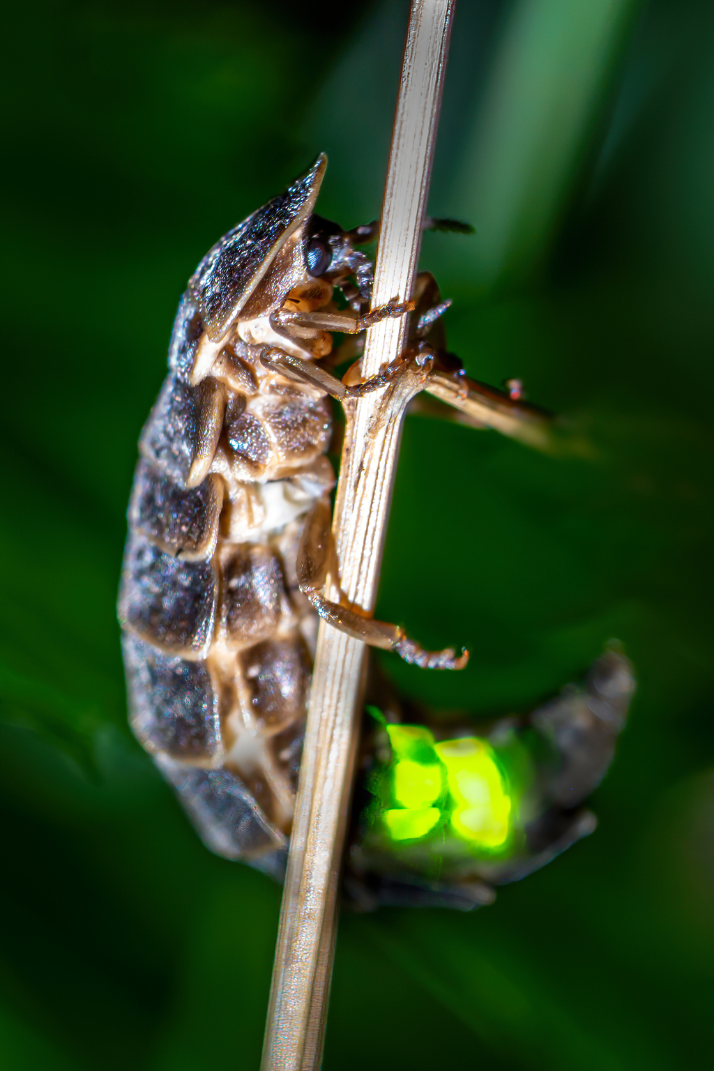 Weiblicher Leuchtkäfer auf einem Stängel