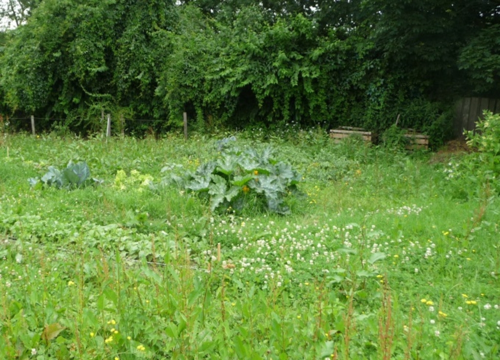 Wiese, Beet und  Kompost