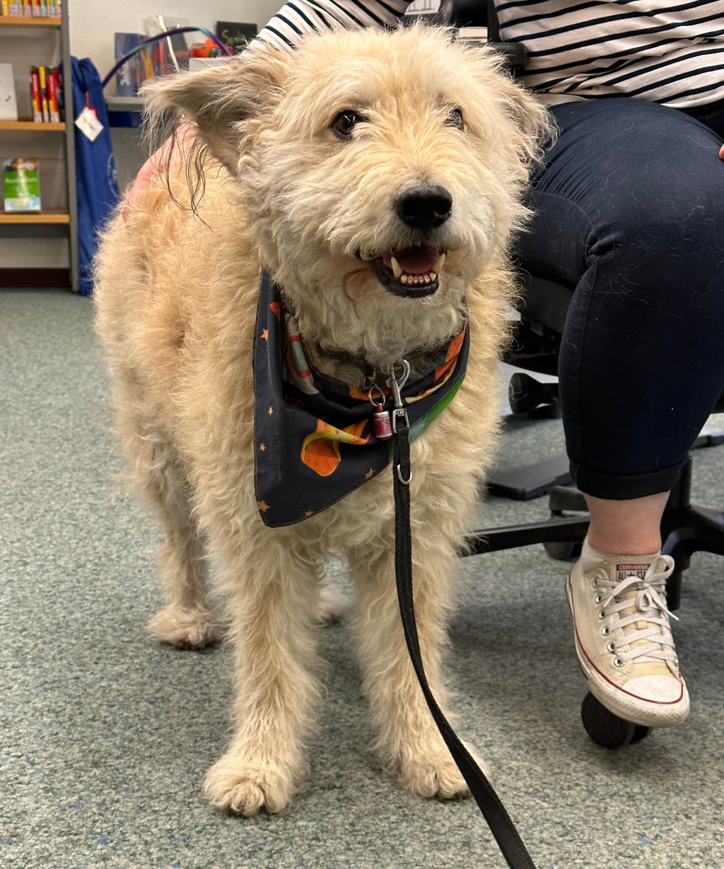 Rudi Rakete Lesehund Hund in Bibliothek