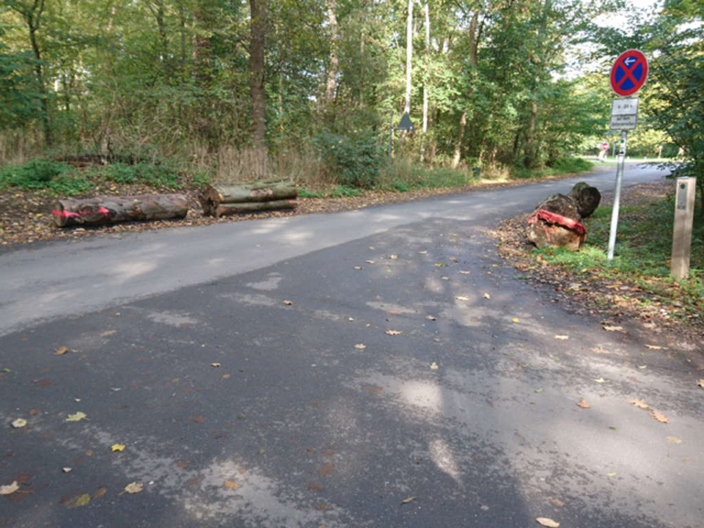 Baumstämme am Wegesrand vom Robinienweg