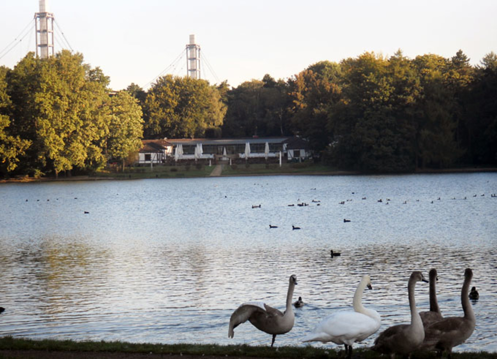 Adenauerweiher mit Schwänen im Vordergrund