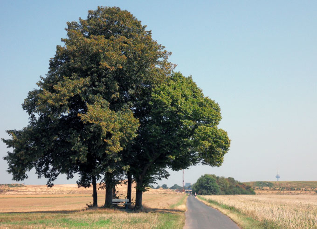 Baum an einer Straße in Widdersdorf