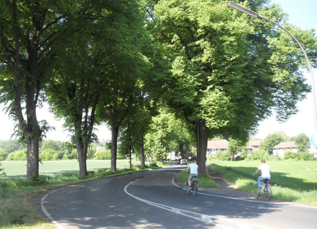 Straße mit Radfahrern auf der Lindenallee