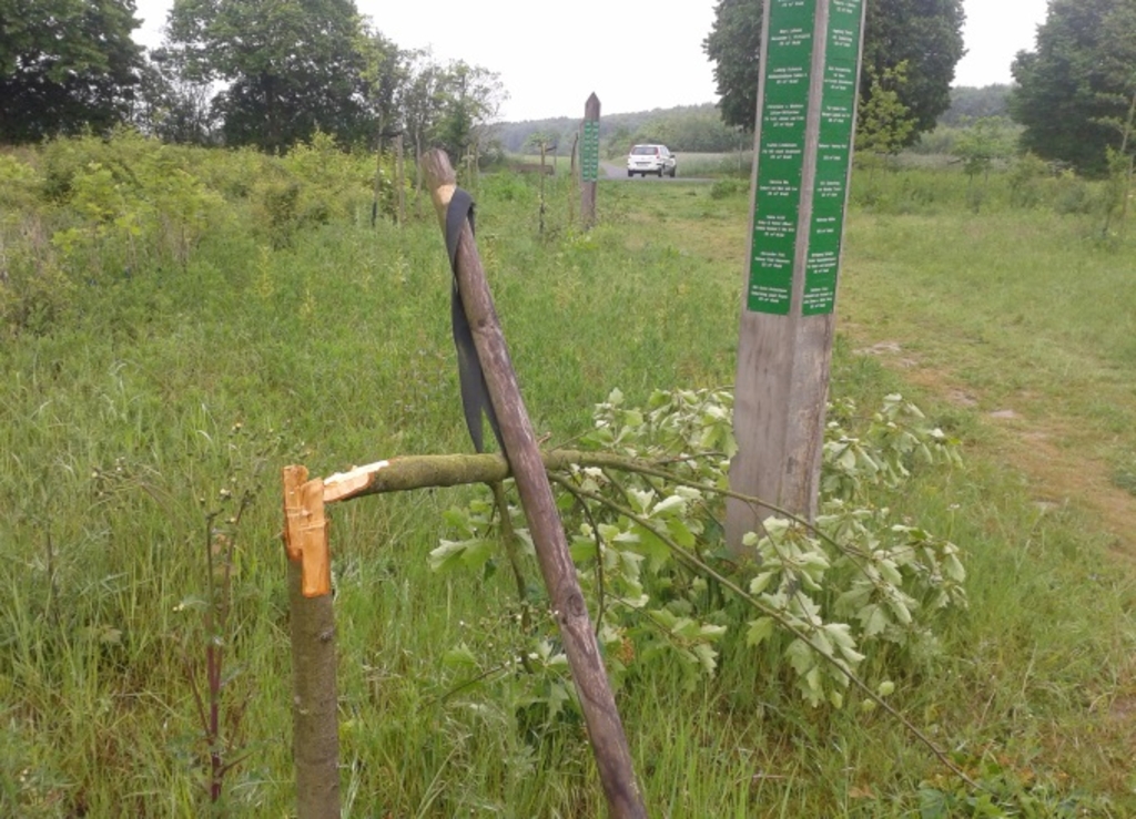 Baumzerstörung Wald für Köln