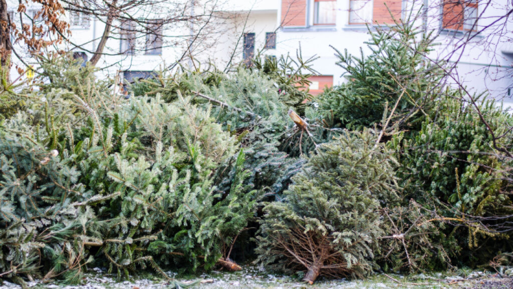 Abgeschmückte Weihnachtsbäume, die auf einem Platz gesammelt werden
