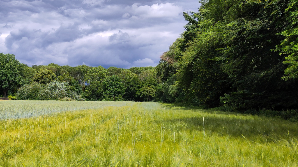 Blick auf ein Getreidefeld. Im Hintergrund ist Laubwald zu sehen. Der Himmel ist Wolkenverhangen.
