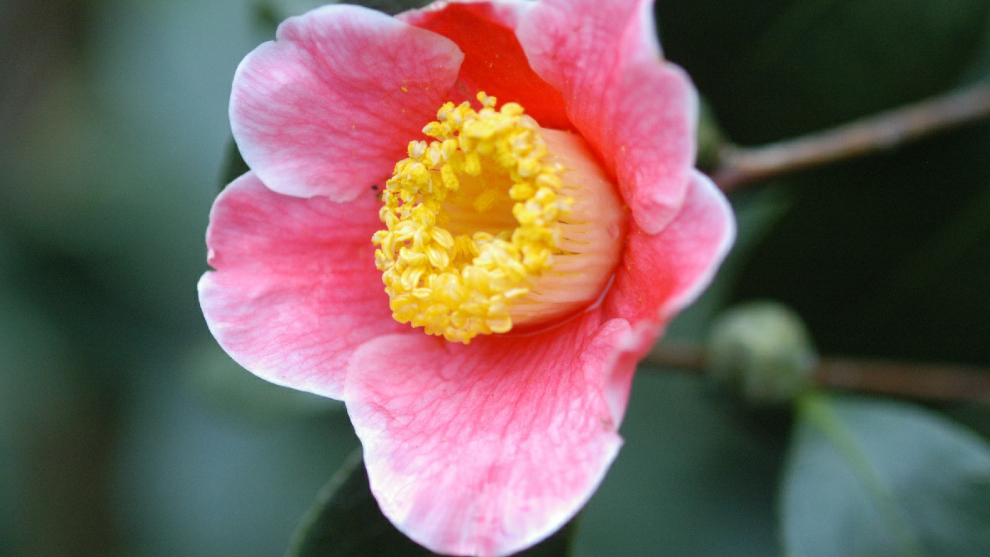 Kamelienblüte im Botansichen Garten