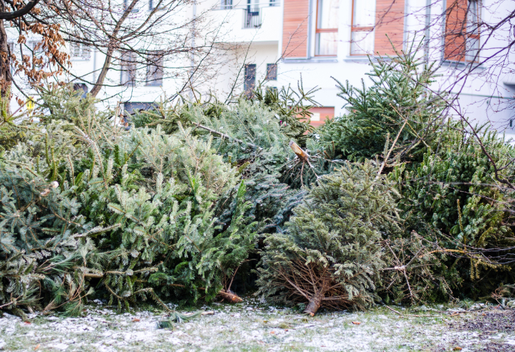Mehrere Weihnachtsbäume, die abgeschmückt und entsorgt in der Stadt auf dem Boden liegen, © je-photo – stock.adobe.com