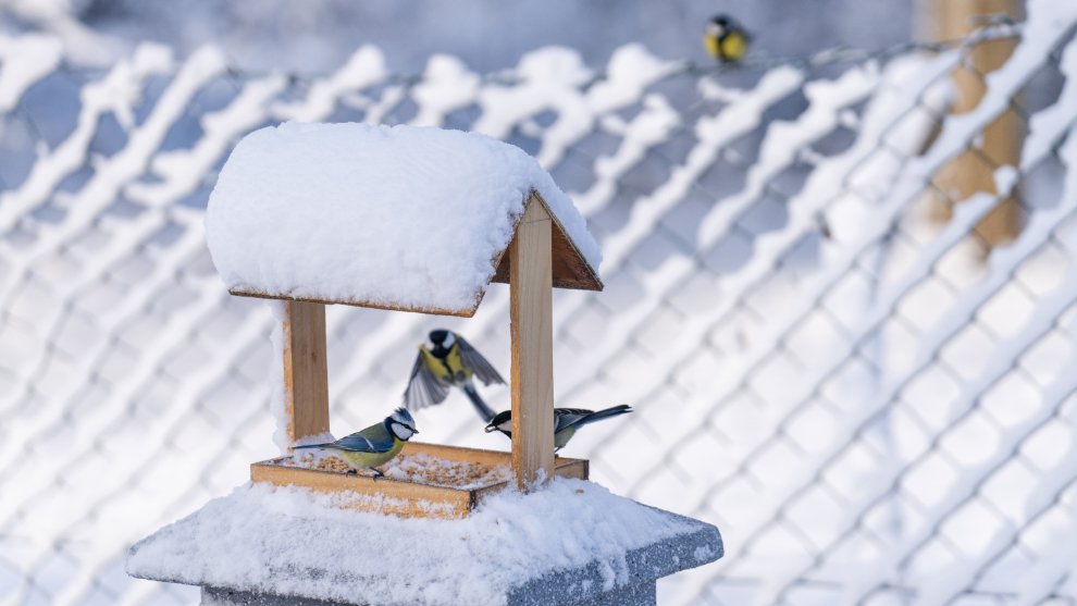 Meisen in einem Futterhäuschen bei Schnee