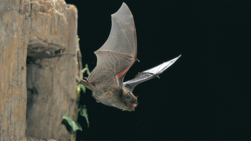 Zwerfledermaus fliegt von einem Baumstamm weg in die Nacht