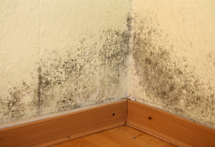 Schimmelpilze, © PantherMedia / Oliver Gressieker