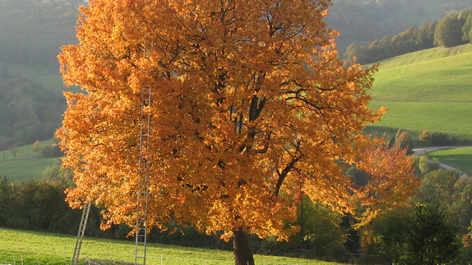 Elsbeere im Herbst