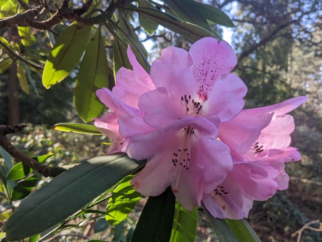 Grüne Schule Flora im Botanischen Garten