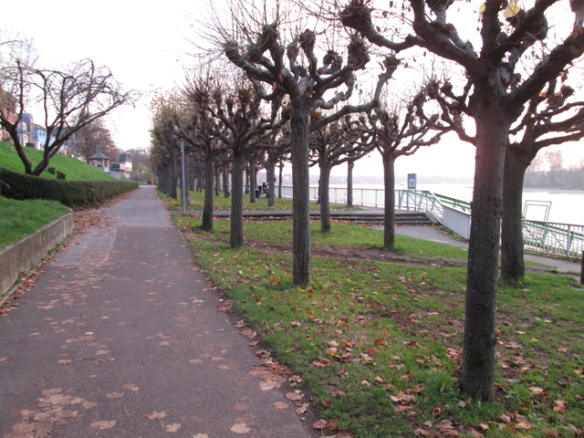 Fußweg Rheinboulevard Porz