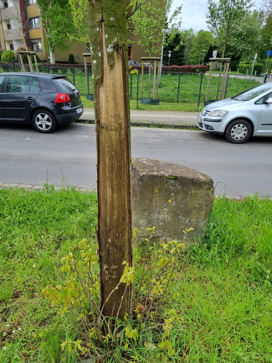 67 Kastanie Brück 2