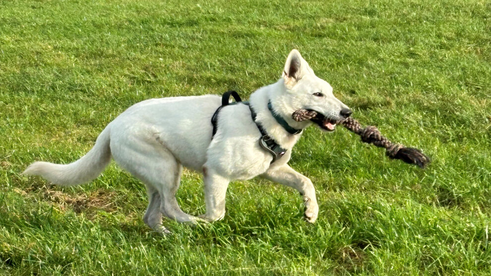 Weißer Schäferhund