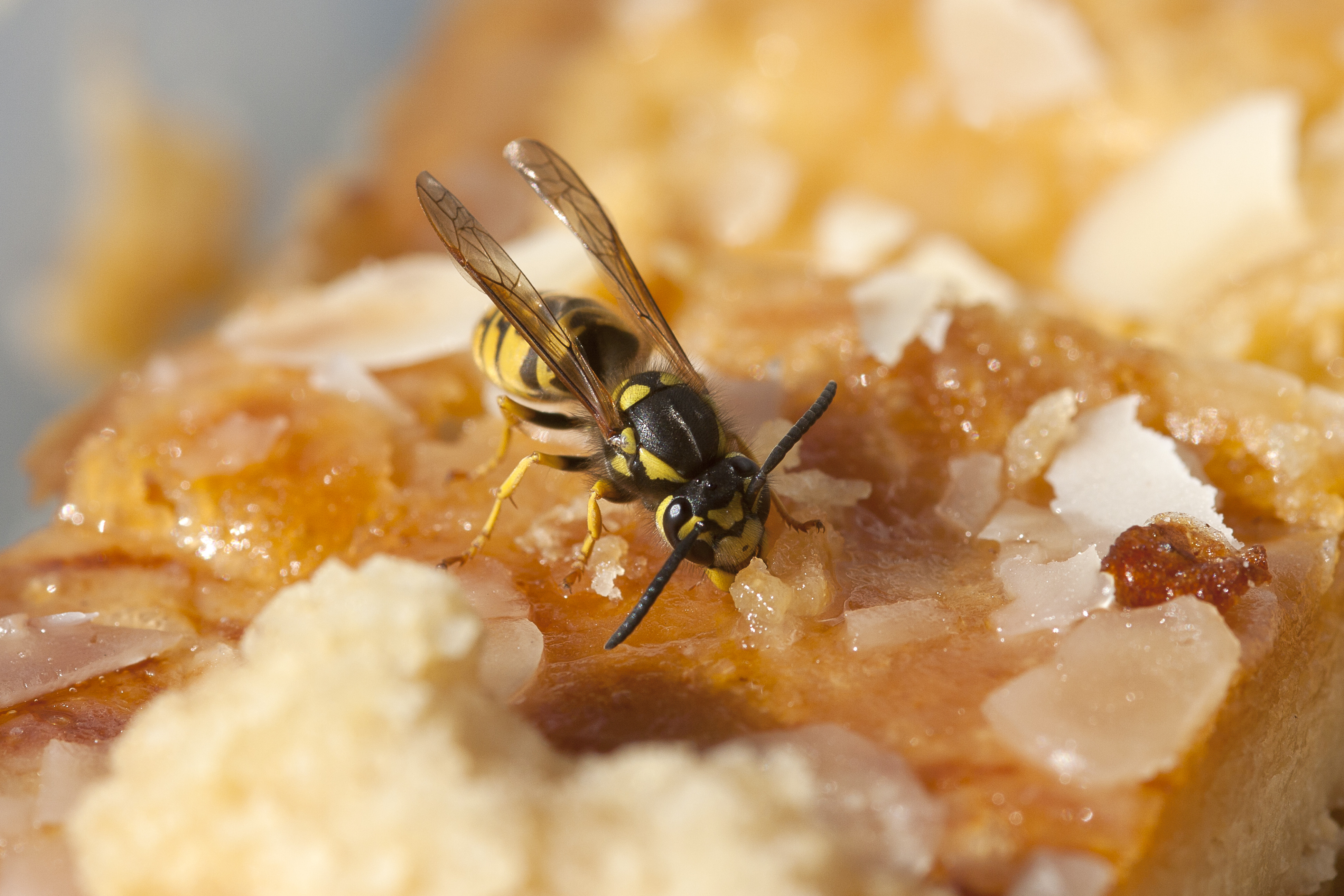 Wespe die an einem Kuczhen isst, © Lupinie/smarterpix