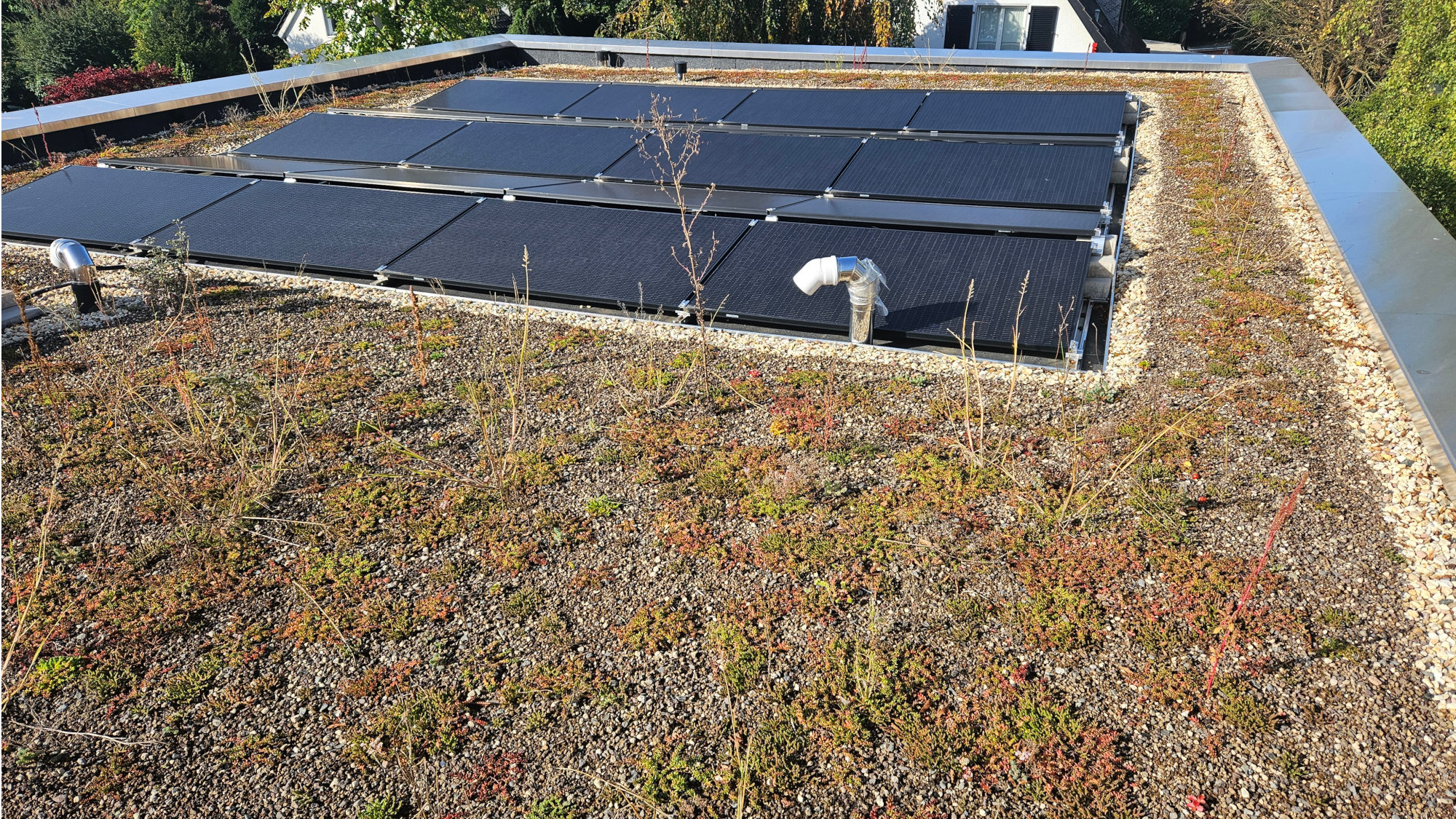 Solarmodule auf einem begrünten Dach