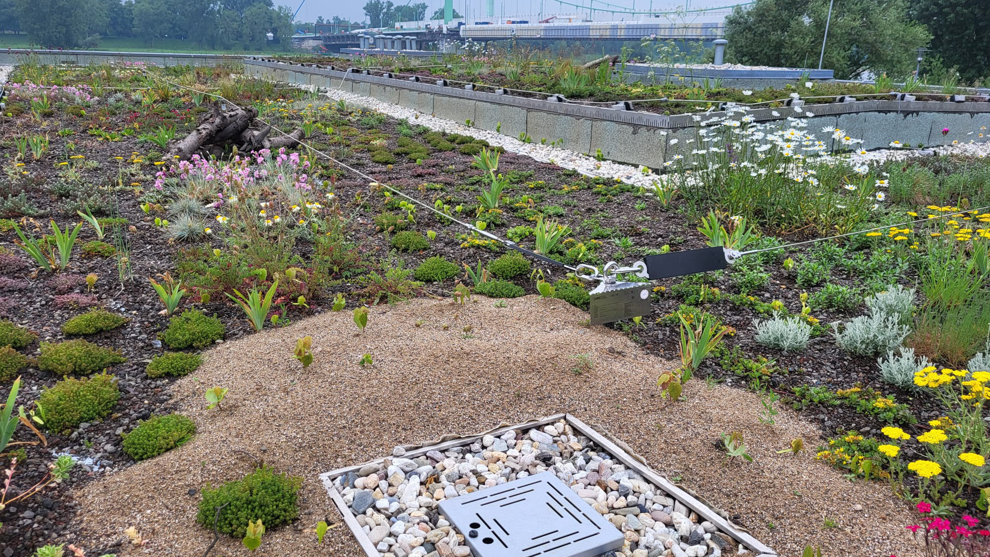 Sandlinsen und Totholzsammlung