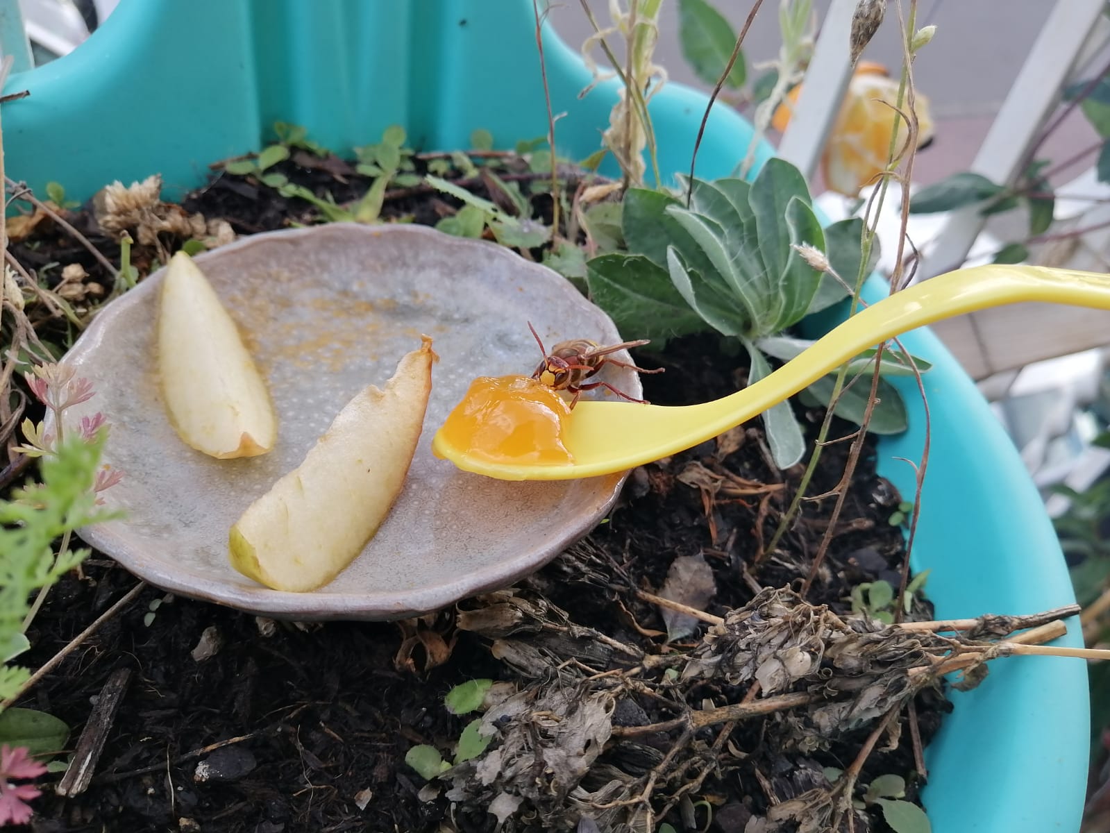 Europäische Hornisse an Futterstelle