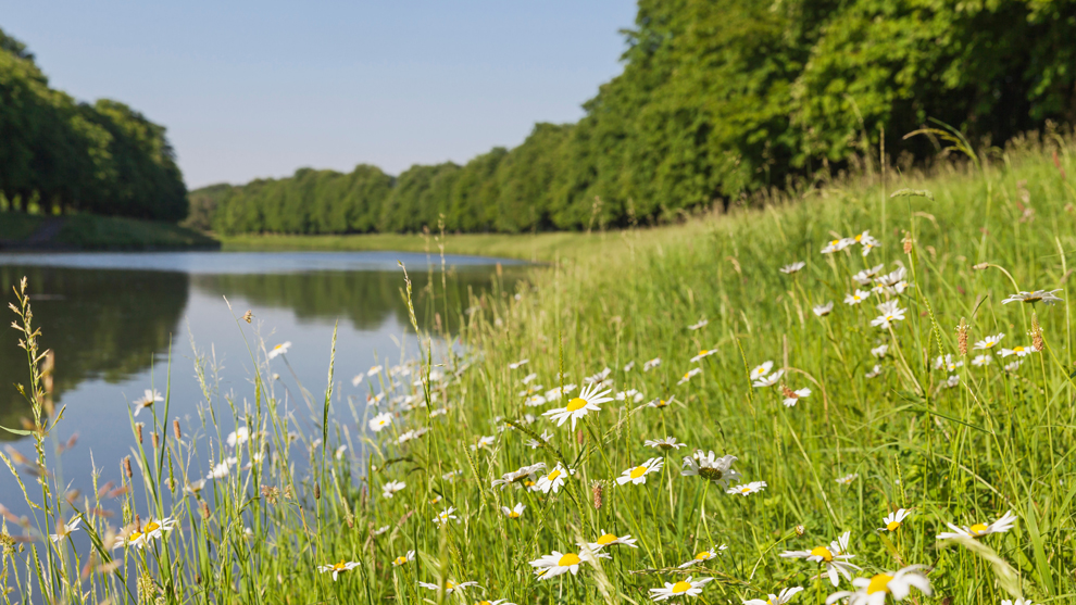Grüne Wiese neben einem Gewässer
